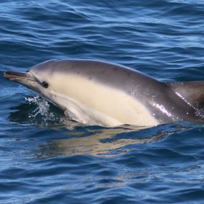 A dolphin swimming in the ocean.