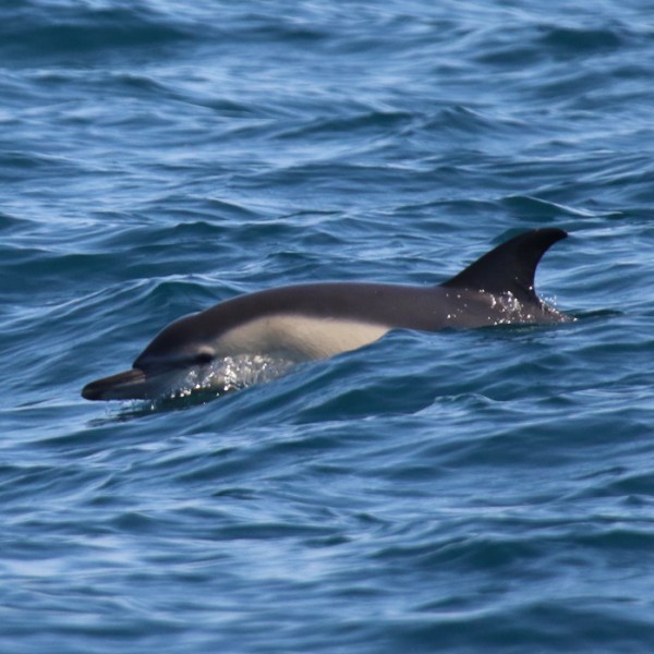 Dolphin swimming in the ocean with its fin visible above the water.