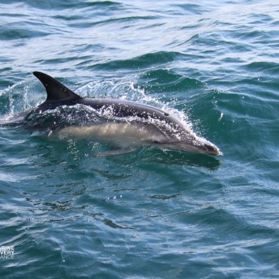 Dolphin swimming in the ocean with water splashing around.