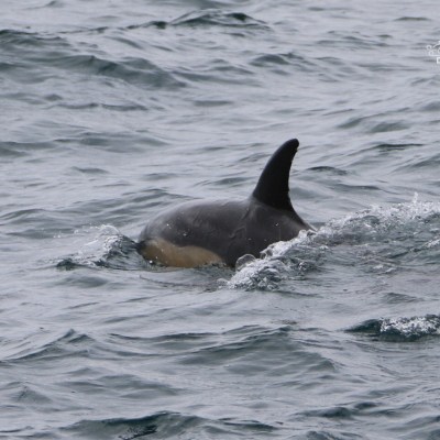 Orca dorsal fin above ocean water surface.
