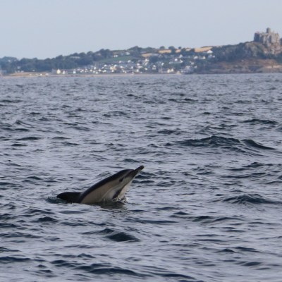Dolphin dorsal fin visible above water with distant coastline and buildings.