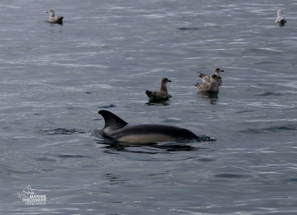 Dolphin swimming near a group of seagulls in the ocean.