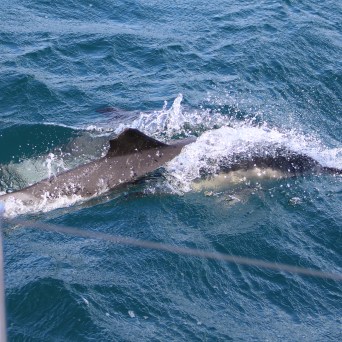 Dolphin surfacing in ocean near a boat