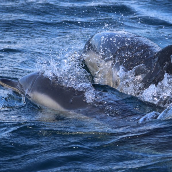 Two dolphins swimming and surfacing in the ocean water.