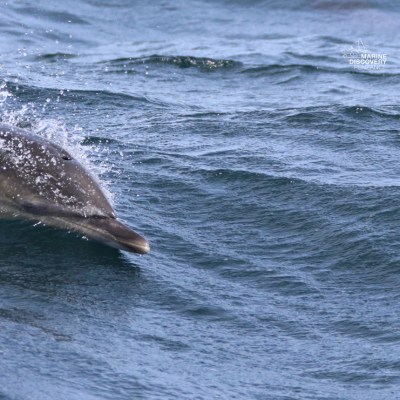 Dolphin surfacing in wavy ocean water.