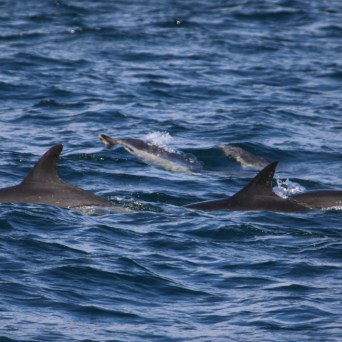 Four dolphins swimming together in the ocean.