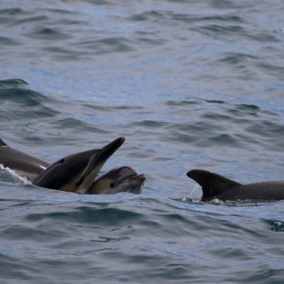 Three dolphins swimming together in the ocean.