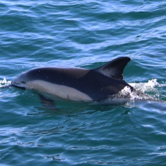 Dolphin swimming in clear blue water, partially submerged.
