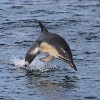 Dolphin jumping out of the water in the ocean.
