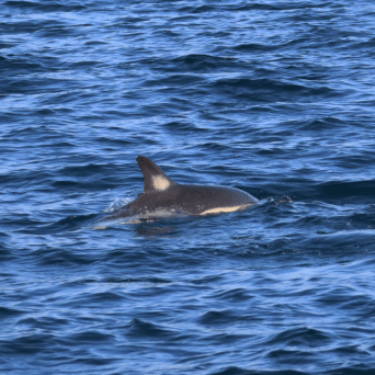 Dolphin swimming in the ocean, dorsal fin visible above water.