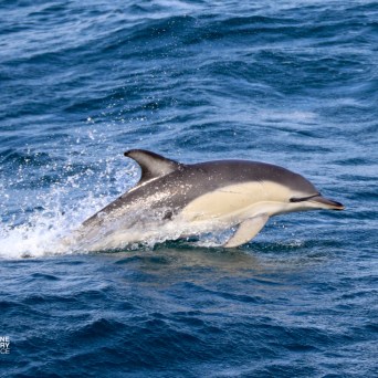 Dolphin leaping from the ocean with water spray.