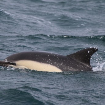Dolphin swimming in the ocean with dorsal fin visible.