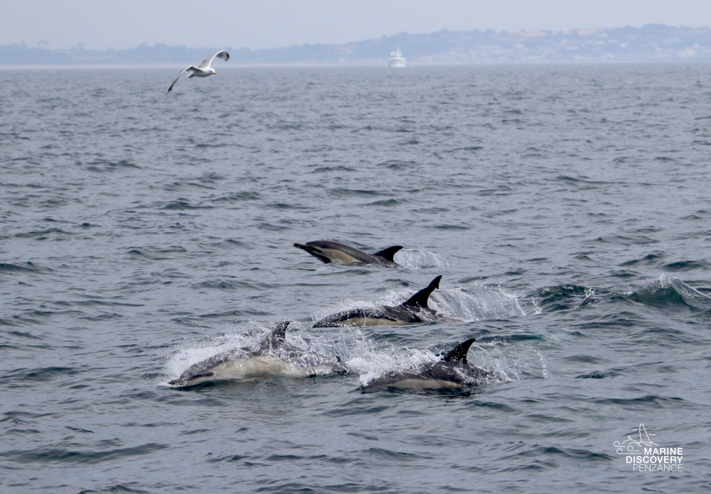 Dolphins swimming in the ocean with a seagull flying above.
