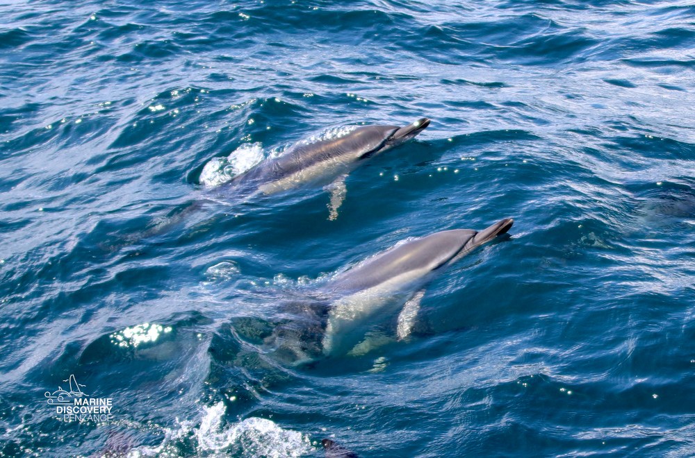 Two dolphins swimming in the ocean with visible waves.