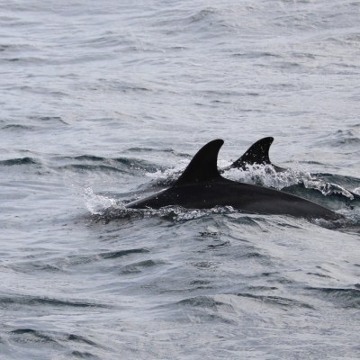 Two dolphins swimming in the ocean with dorsal fins visible above the water.