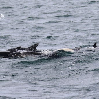 Group of dolphins swimming in the ocean waves.