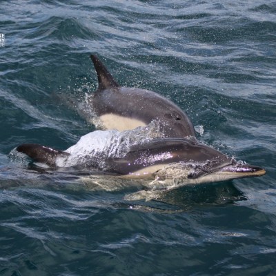 Two dolphins swimming side by side in the ocean.