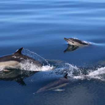 Three dolphins swimming and leaping in calm blue water.