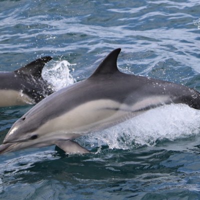 Two dolphins leaping out of the water in the ocean.