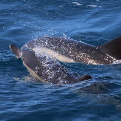 Two dolphins swimming in blue ocean water.