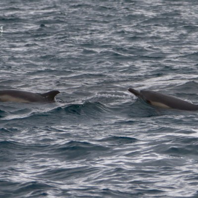 Two dolphins swimming in choppy ocean water.