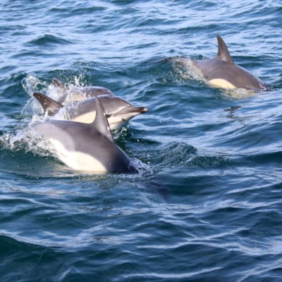 Three dolphins swimming near the ocean surface.