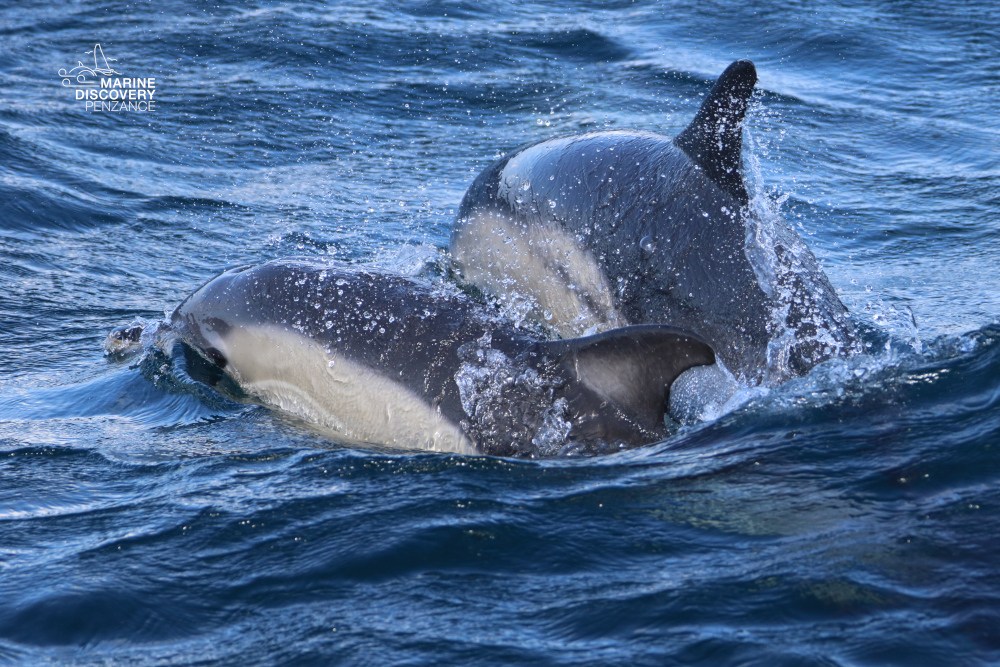Two dolphins surfacing in the ocean, with water splashing around them.