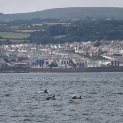 Three dolphins swimming near a hilly coastal town.