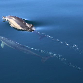 Dolphin swimming in calm blue water with a trail of bubbles.