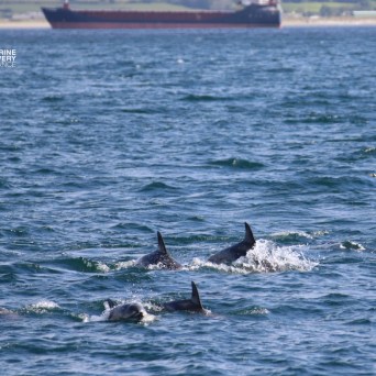 Pod of dolphins swimming near a large ship in the ocean.