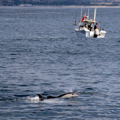 Dolphin swimming near a small boat on the ocean.