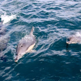Three dolphins swimming together in the ocean.