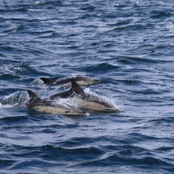 Three dolphins swimming together in the ocean.