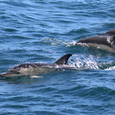 Dolphins swimming through blue ocean water with visible fins.
