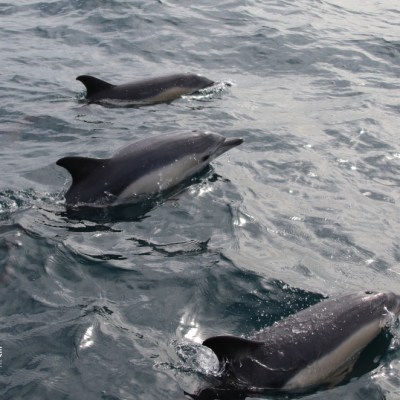 Three dolphins swimming in the ocean with visible logos.