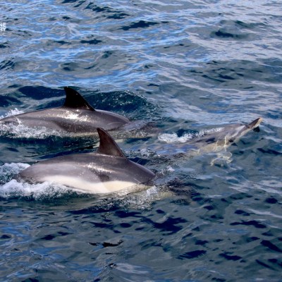 Three dolphins swimming together in the ocean.