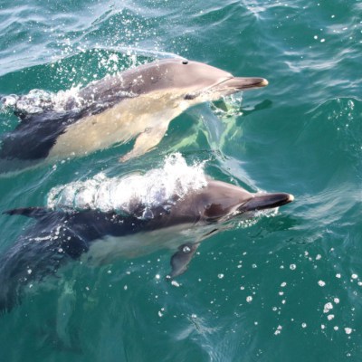 Two dolphins swimming in clear ocean water.