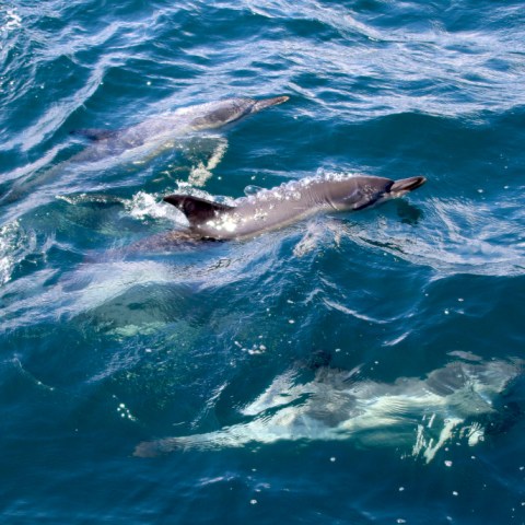 Three dolphins swimming in clear blue ocean water.