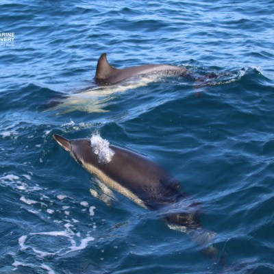 Two dolphins swimming in blue ocean waves.