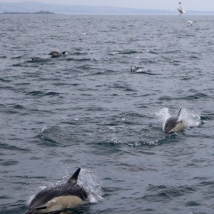 Dolphins swimming at the ocean surface with a seagull flying above.