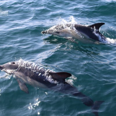Two dolphins swimming in clear blue ocean water.