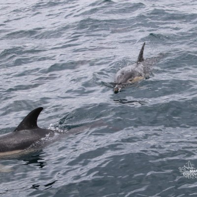 Two dolphins swimming near the ocean surface.