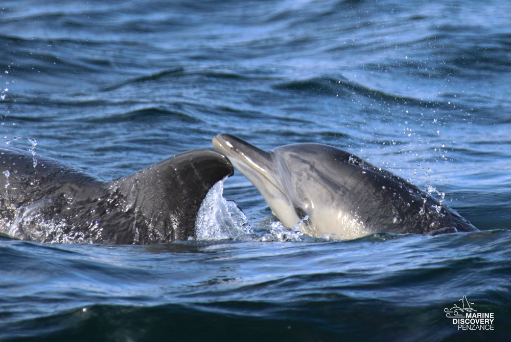 Two dolphins surfacing in the ocean, gently touching noses.