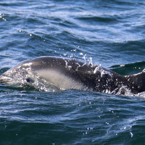 Dolphin surfacing in blue ocean water with ripples.