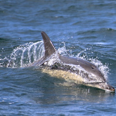 A dolphin swimming in the ocean, partially submerged.
