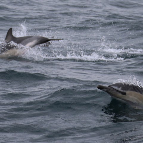 Two dolphins swimming in the ocean with splashes.