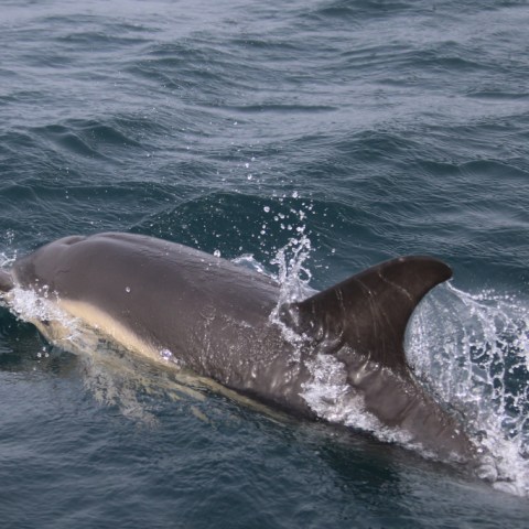 Dolphin swimming in the ocean with water splashing.