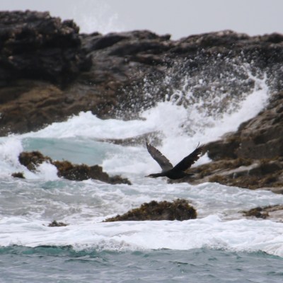 Bird flying over rocky shoreline with waves crashing.