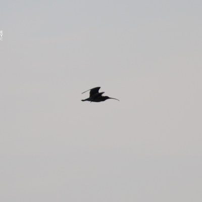 Silhouette of a bird in flight against a gray sky.