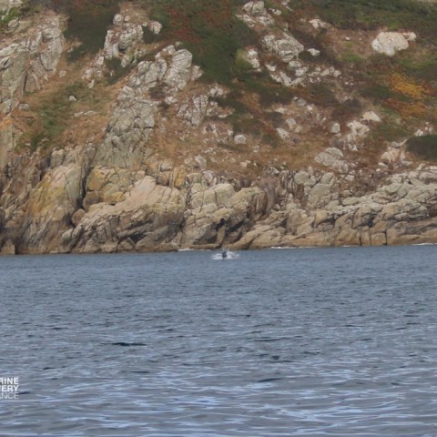 Rocky coastline with calm sea and distant wildlife at center.